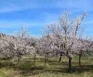 Albicocco in fiore