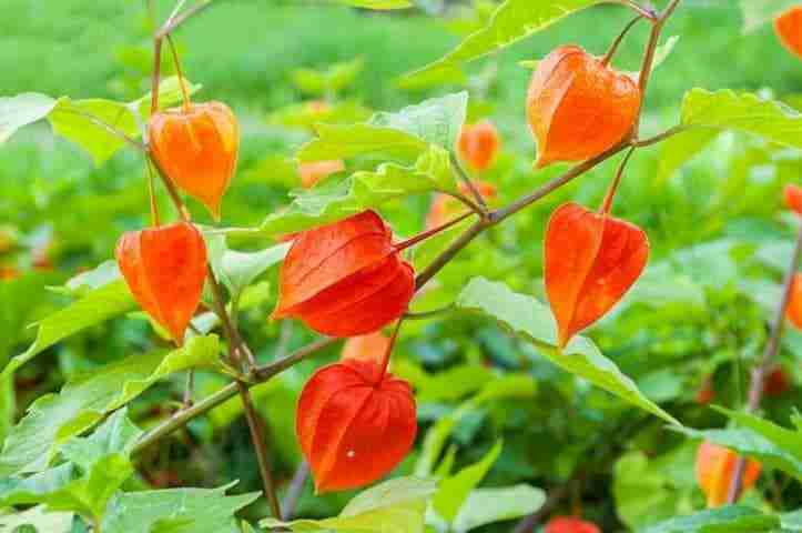 Alchechengi, come coltivarlo nell'orto | Coltivazione ...