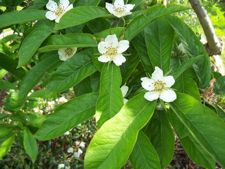 Fiori del nespolo comune