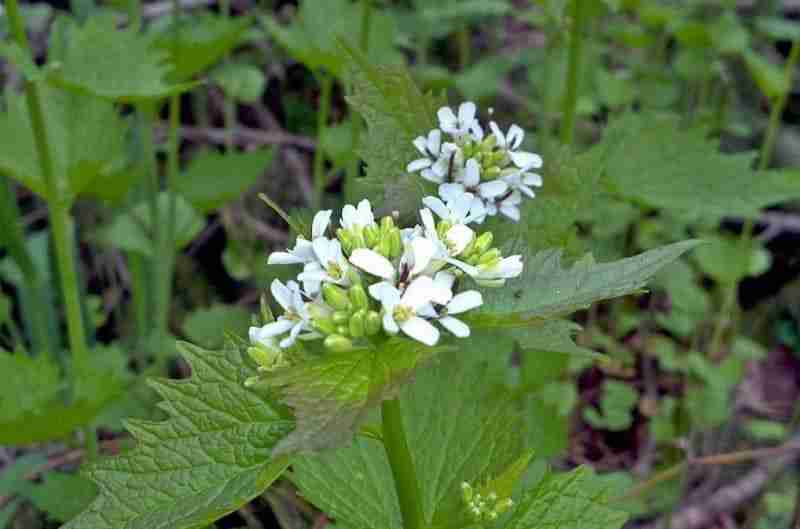 Fiori di alliaria