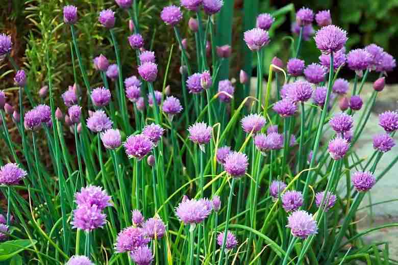 Fiori di erba cipollina