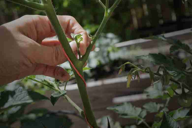 Nuovo germoglio, troppo piccolo per la sfemminellatura