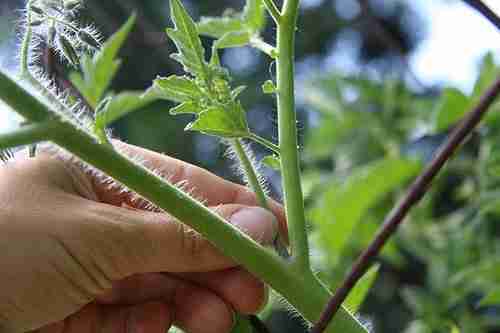 Nuovo germoglio pronto per la sfemminellatura