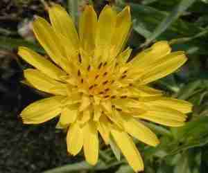 Tragopogon pratensis