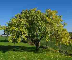 albero di albicocche