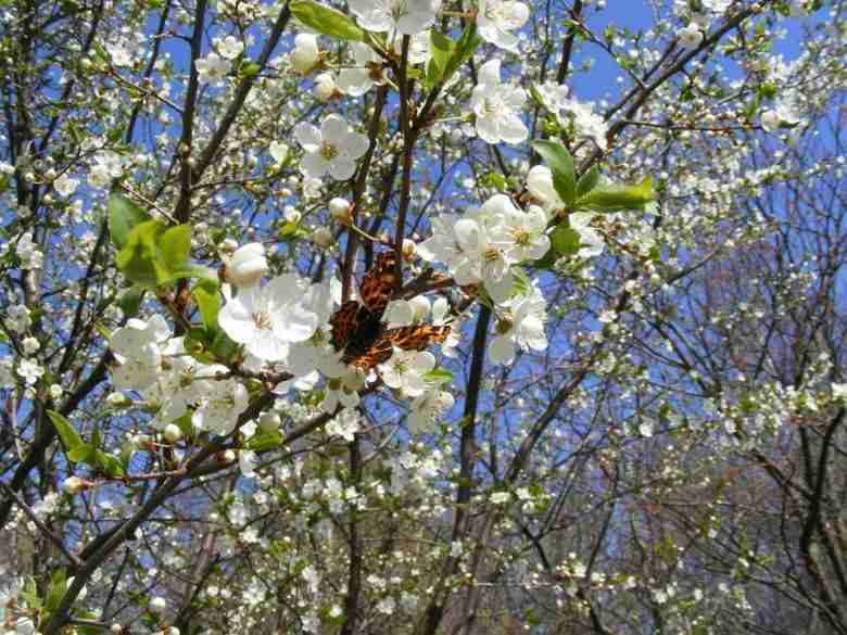 Dettaglio dei fiori