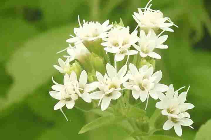 Fiore