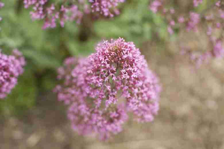 Fiore di valeriana rossa