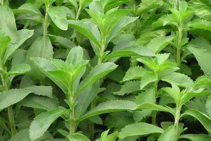Pianta di stevia