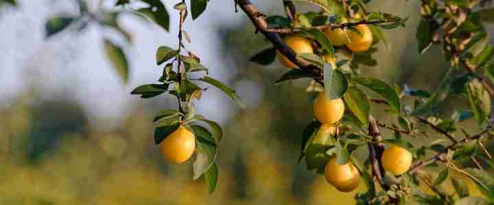 Il susino, la coltivazione biologica nel frutteto Susino