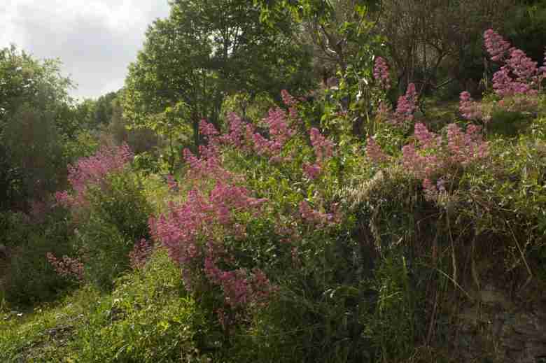 Valeriana rossa che sporge da un muro a secco