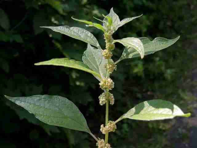 fusto e fiori di parietaria