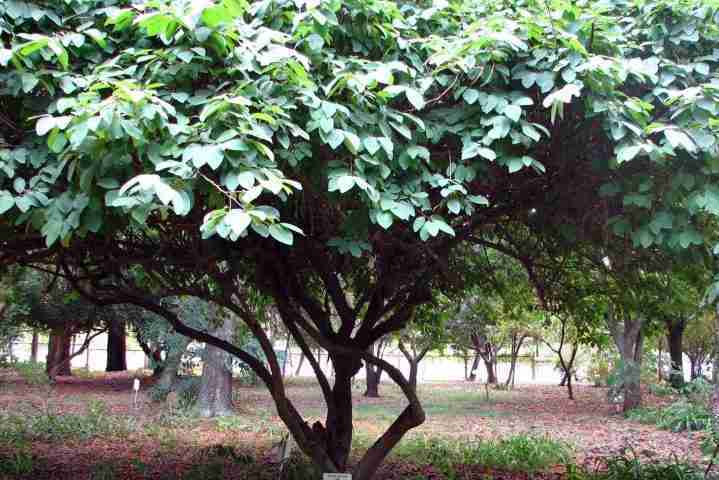 Albero di Annona cherimola