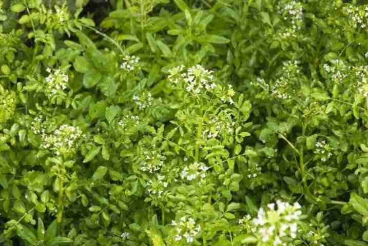 Crescione nasturtium officinalis