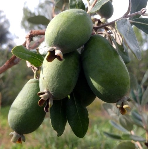 Frutto della feijoa