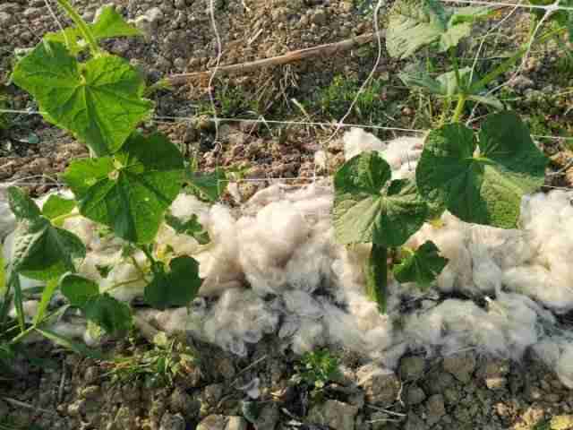 Pacciamatura di lana di pecora