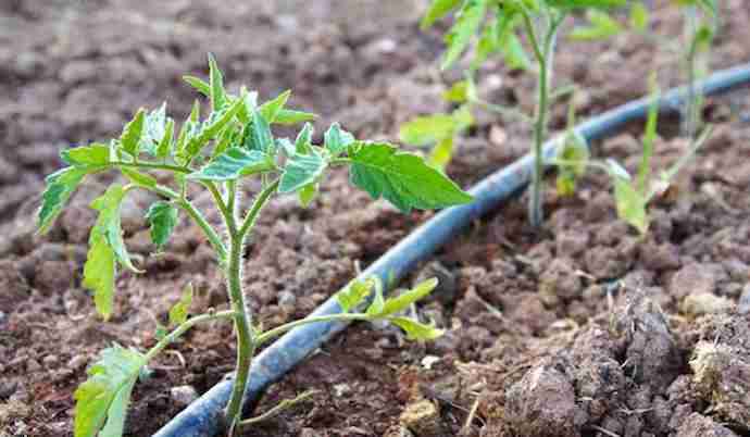 Piantine di pomodoro con irrigazione a goccia