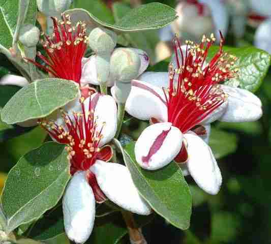 Fiori di feijoa