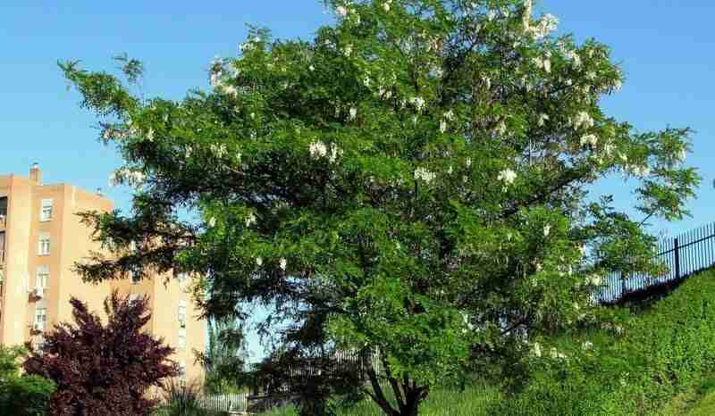 Albero di acacia