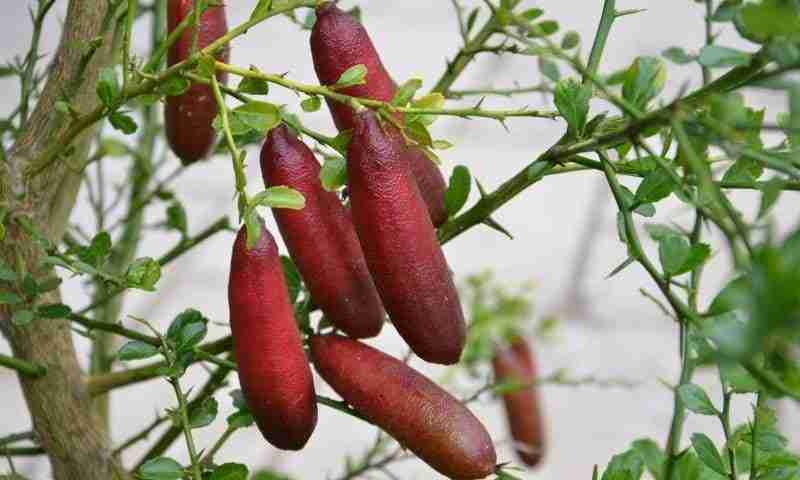 Coltivare finger lime