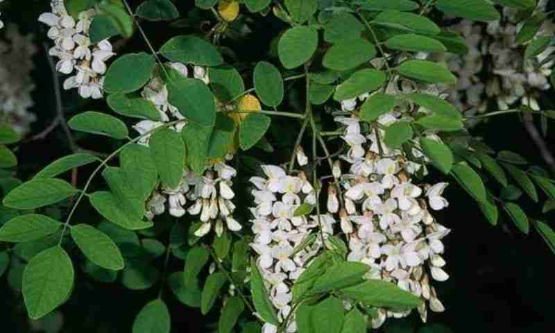 Fiori di acacia