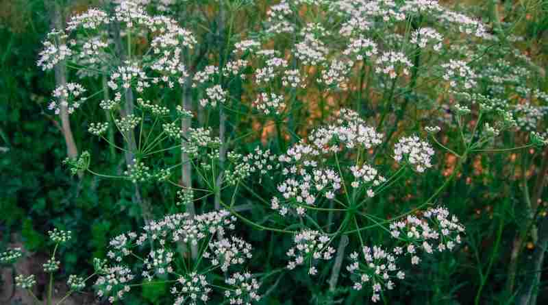 Fiori di anice verde