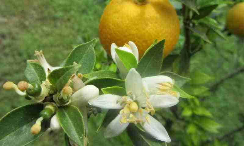 Fiori di chinotto