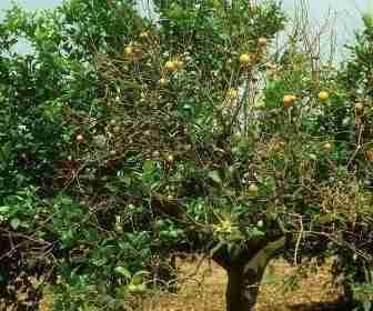 Limone colpito da mal secco degli agrumi