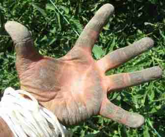 Mani sporcate dalle piante di pomodoro