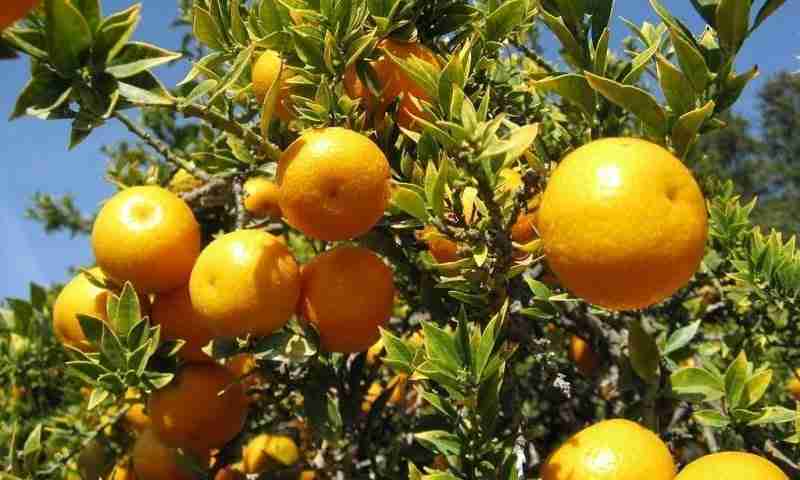 Pianta di chinotto
