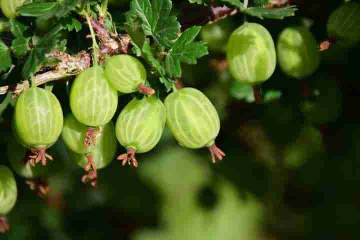 Uva spina coltivata