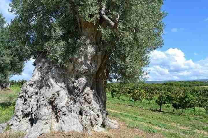 Alberi millenari