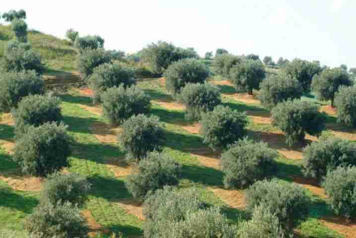 Coltivazione olivo moderna