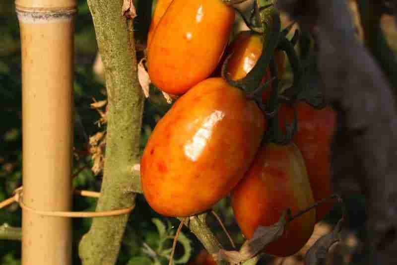 Danno di cimici sul pomodoro