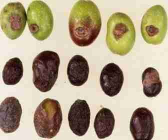 Diversi stadi di lebbra delle olive