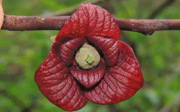 Fiore di banano di montagna