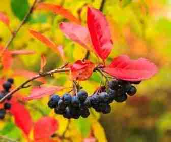 Foglie di aronia