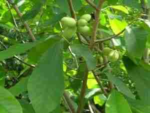Banano di Montagna (Asimina triloba): come coltivarlo e gustare i suoi frutti rari - Vendita Piante Online Banano di Montagna (Asimina triloba): come coltivarlo e gustare i suoi frutti rari - Vendita Piante Online