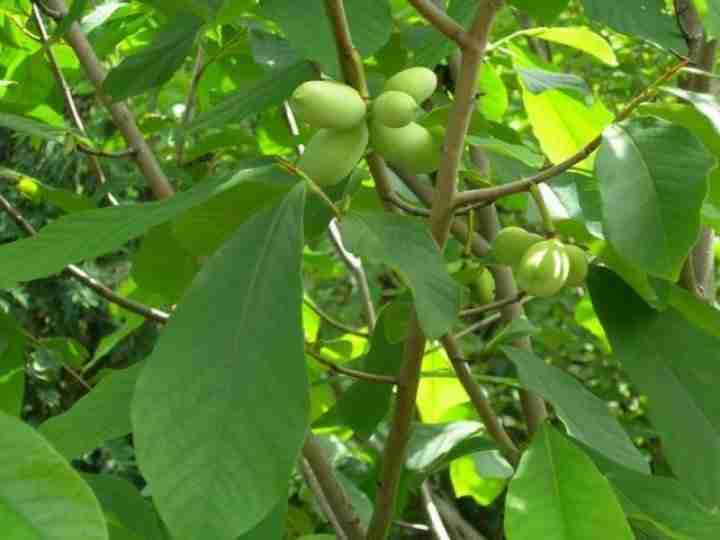 2 Piante Di Asimina Triloba (banano Di Montagna) Varietà Primia E Sunflower – Innestate, Resistenti Al Freddo 2 Piante Di Asimina Triloba (banano Di Montagna) Varietà Primia E Sunflower – Innestate, Resistenti Al Freddo