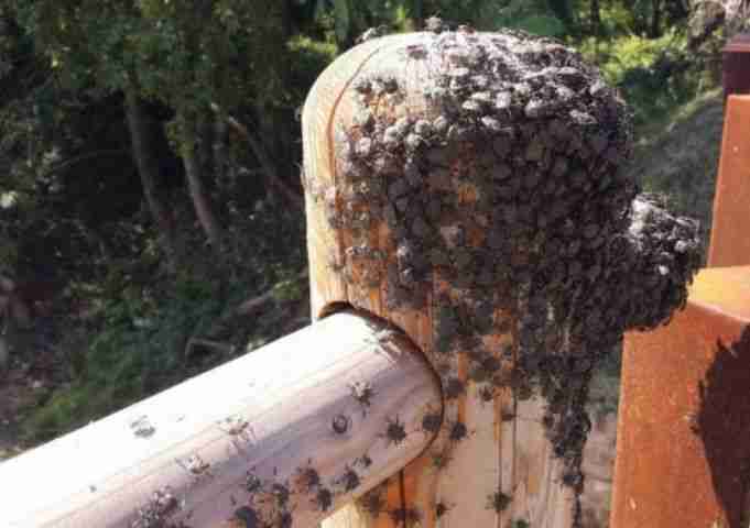 Invasione di cimici cinesi