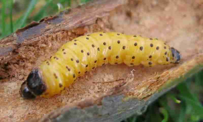 Larva di rodilegno giallo