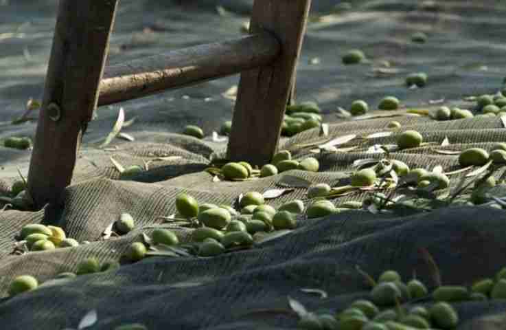 Raccolta delle olive con le reti