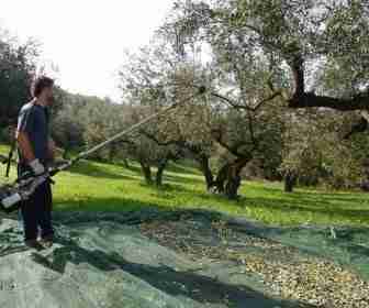 Scuotitore per raccogliere le olive