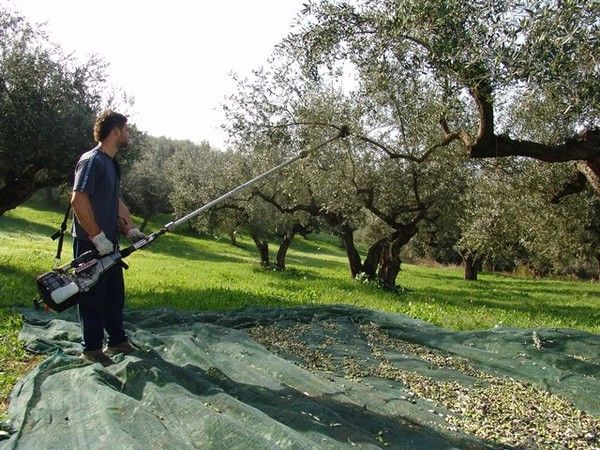 Scuotitore per raccogliere le olive