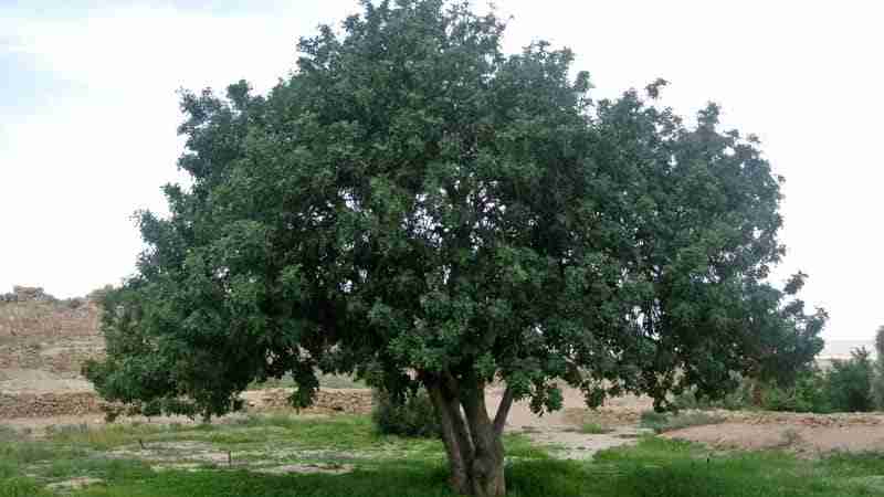 albero di carrube