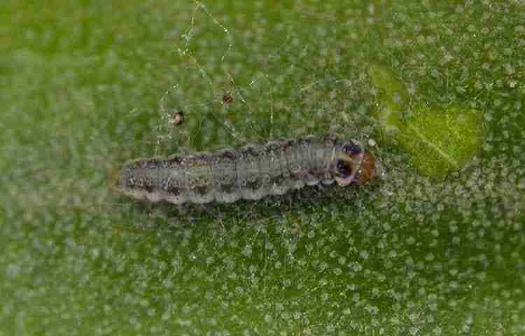 Larva di tignola di olivo