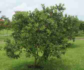 Albero di Guava