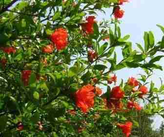 Albero di melograno in fiore