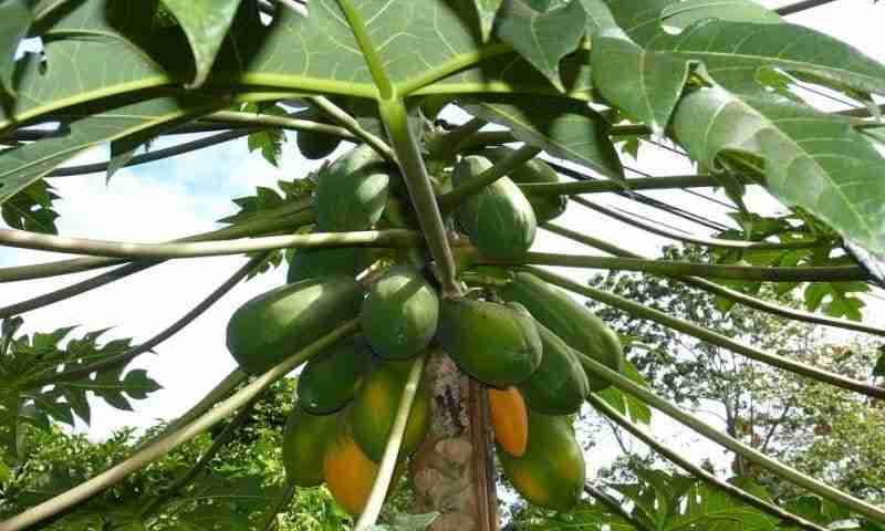 Albero di papaya