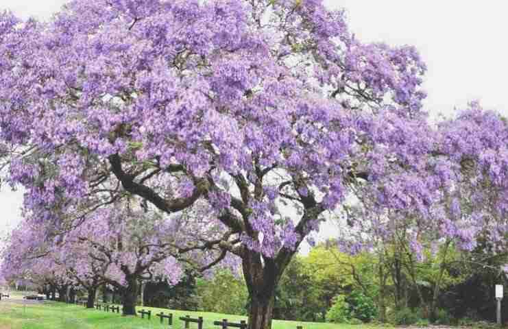 Albero imperatrice in fiore